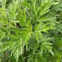 和漢発酵化粧水 香り:無香料